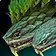 Reptile venimeux